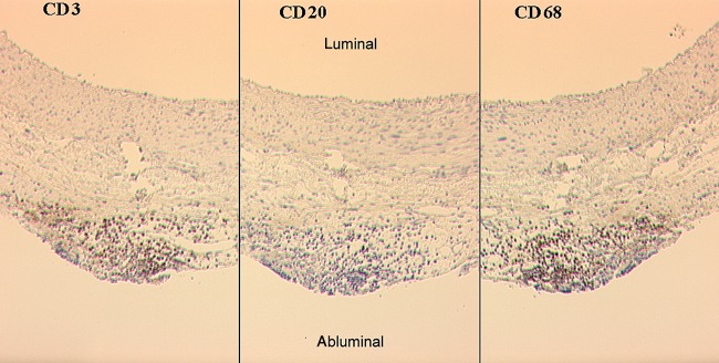 Figure 3: