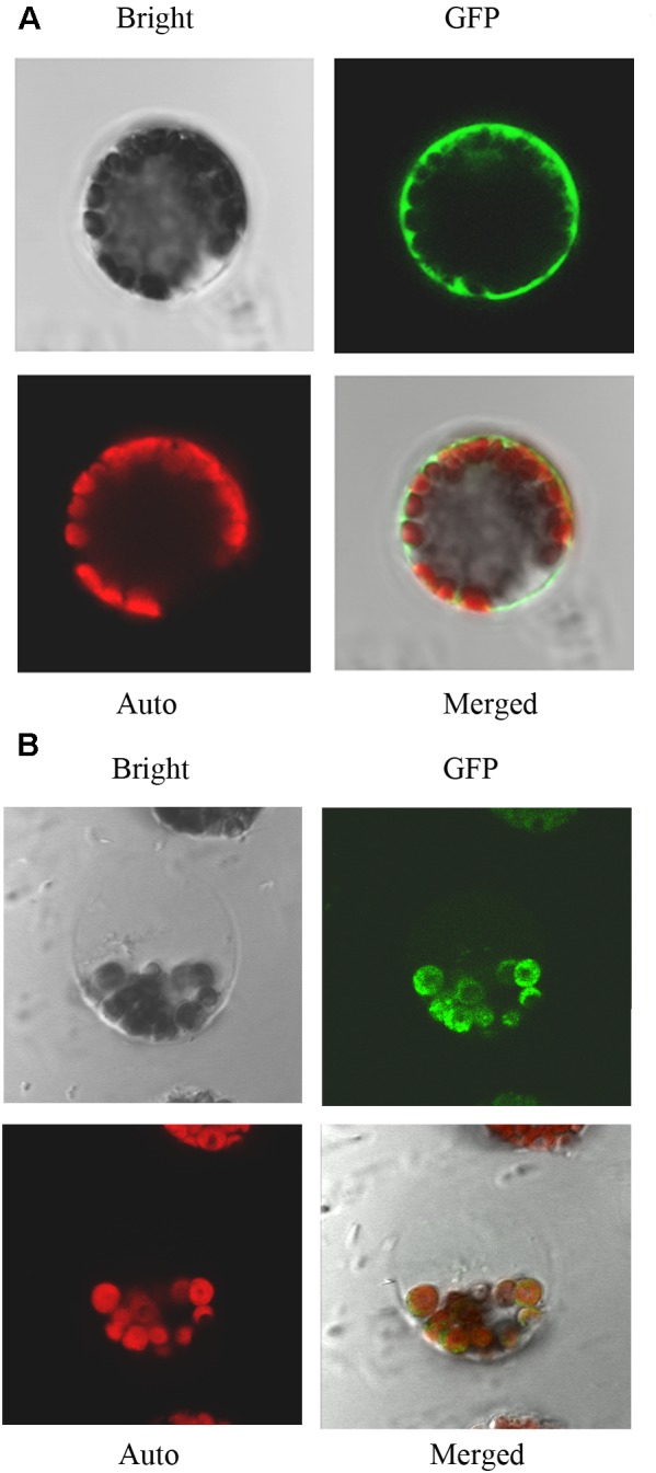 FIGURE 2