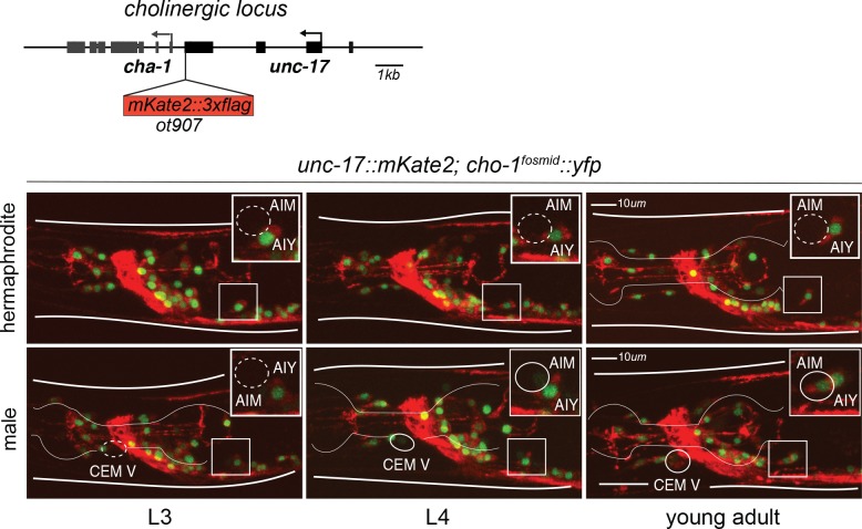 Figure 1—figure supplement 1.