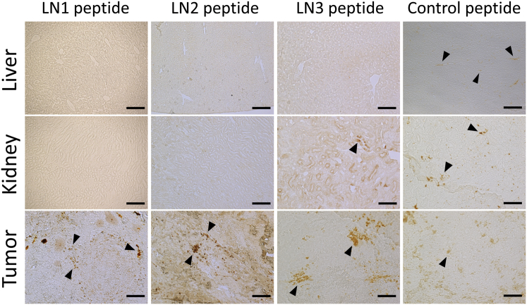 Figure 3