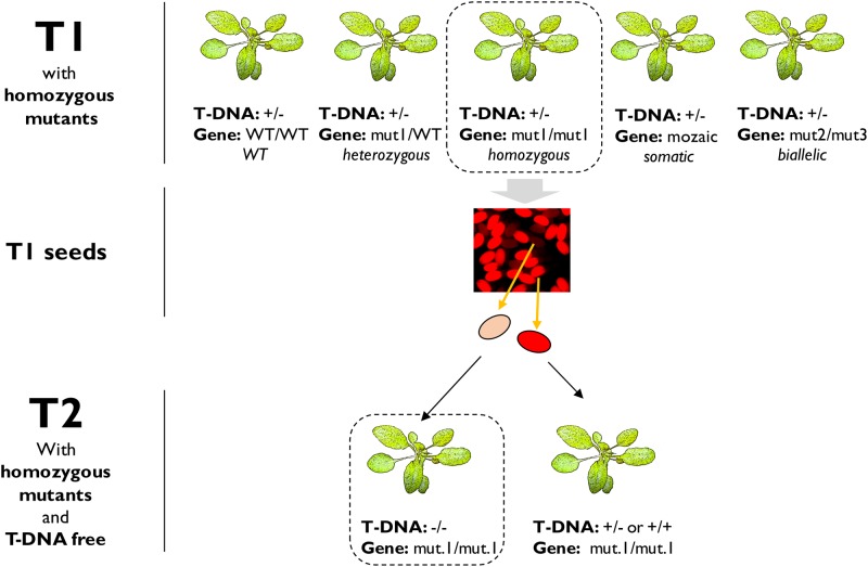 Fig 10