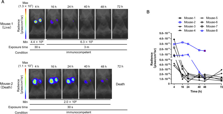 Bioluminescence signal progression over time in two immunocompetent mice, with radiance decreasing after 48 hours in one mouse and death occurring in the other by 72 hours. Line graphs depict radiance for eight different mice over time.