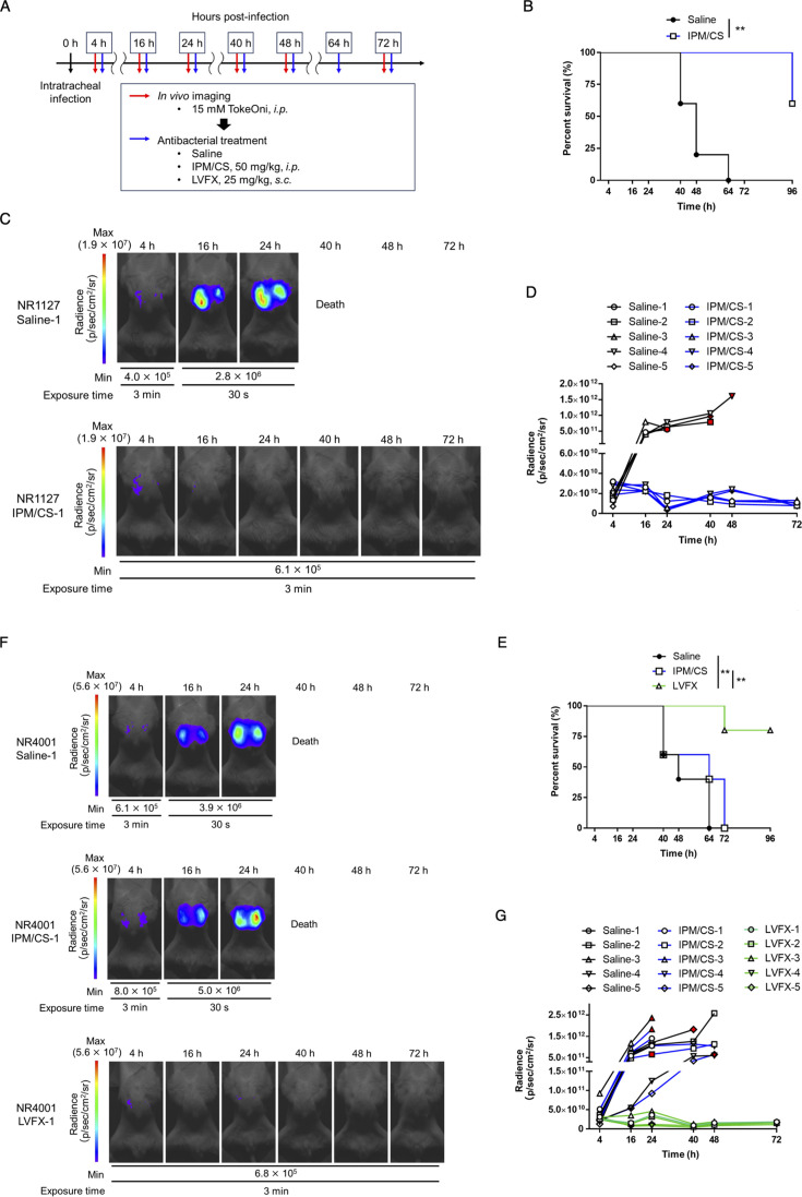 Timeline of in vivo imaging and antibacterial treatment in mice after infection, survival curves comparing treatments, radiance images depicting infection progression, and radiance intensity for treatment groups over time.