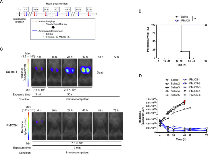 In Klebsiella pneumoniae, survival curve also depicts significantly higher survival in the IPM/CS-treated group compared to saline. Radiance progression in saline-treated mice with death by 48 hours, while radiance remains low in IPM/CS-treated mice.