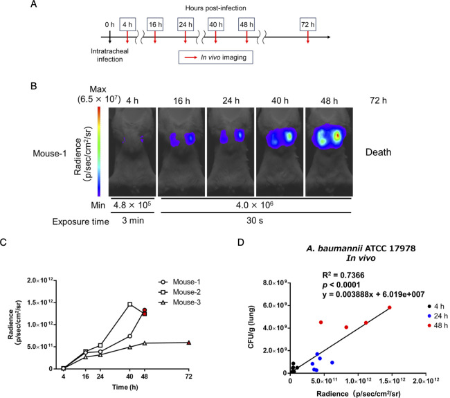 Timeline of in vivo imaging following intratracheal infection in mice, radiance images depicting infection progression, radiance curves for three mice over time, and correlation between bacterial load in lungs at different time points.