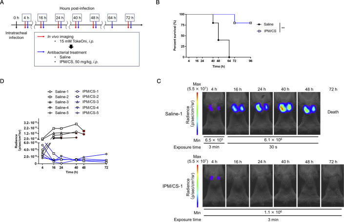 Timeline of in vivo imaging and antibacterial treatment in mice after infection. Survival curve comparing saline and treatment groups, radiance images displaying infection progression, and radiance intensity over time for treated and untreated mice.