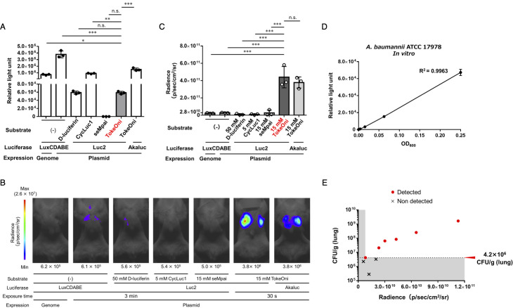 Graphs depict effect of various luciferase substrates and expression systems on bioluminescence signal detection. It includes comparison of light units across different conditions, correlation with bacterial amount, and lung samples.