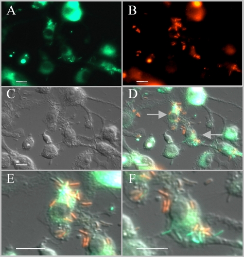 FIG. 4.