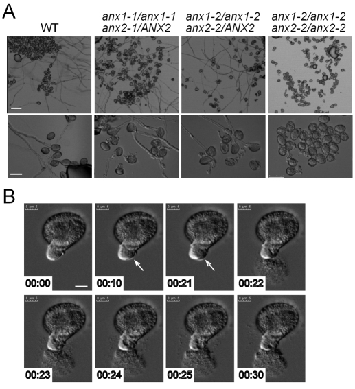 Fig. 4.