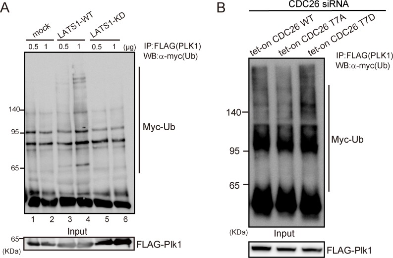 Fig 7