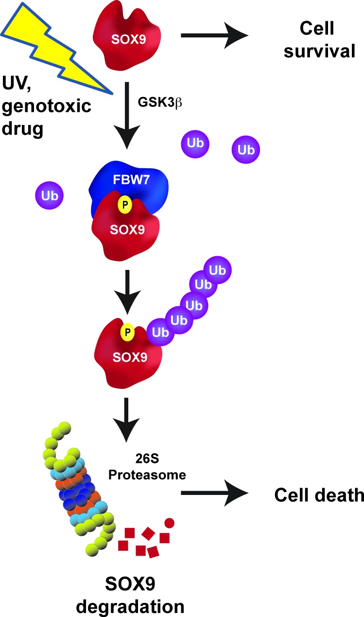 Figure 7.