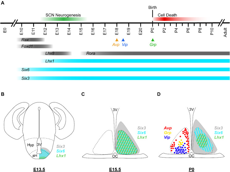 FIGURE 3