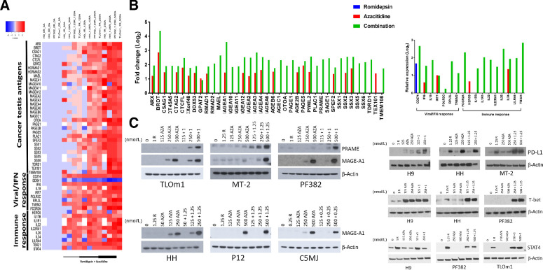 Figure 4. Upregulated expression of the cancer testis antigens and immune response genes in TCL by the Romi and AZA combination. A, Supervised analysis in TCL lines based on the expression of cancer testis antigens and immune response genes modulated by the combinational therapy. B, Cancer testis antigens (CTA) and immune response genes increased mRNA levels in T-cell lymphoma lines as result of Romi and AZA treatment. C, MAGE-A1, PRAME, STAT4, TBX21, and PD-L1 protein levels in T-cell lymphoma lines exposed to single agent and combination. Romi (R), azactidine (AZA).