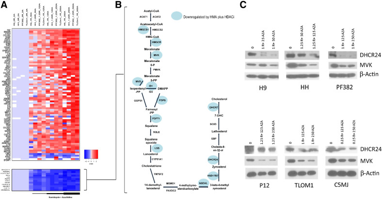 Figure 3 Matrisome perturbation and cholesterol biosynthesis downregulation in TCL as result of exposure to Romi plus AZA. A, Gene set enrichment analysis of genes modulated by the combinational therapy in TCL lines identify affected biological pathways associated with the matrisome and cholesterol biosynthesis. Each column represents a sample and correspondent treatment, each row represents a gene. Samples are grouped on the basis of treatment (from left to right: untreated, Romi, AZA and combination. B, The Cholesterol biosynthesis pathway. Highlighted in blue the 12 genes whose expression is downregulated by exposure to the combination. C, Western blot analysis of MVK and DHCR24 expression in TCLs exposed to drug–drug combination.