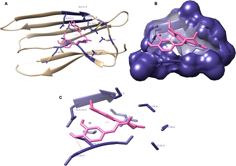 FIGURE 13