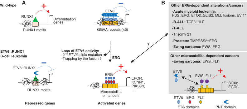 Figure 1. Relative ETS factor activities control transcriptional gene expression nearby microsatellite enhancers. A, Schematic representation of the transcriptional alterations ETV6::RUNX1 leukemia. Previous studies demonstrated that RUNX1-dependent transcription is repressed by ETV6::RUNX1. Here, Kodgule et al show that upon loss of ETV6, which normal function is to suppress the enhancer activity at GGAA microsatellite repeats, ERG can bind these repeats and subvert them to activate aberrant oncogene transcription. B, Other ERG-dependent alterations/cancers or microsatellite-dependent cancers have been described. The unknown functional contribution of ETV6 activity in these cancers is indicated by a question mark.