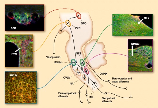 Fig. 1