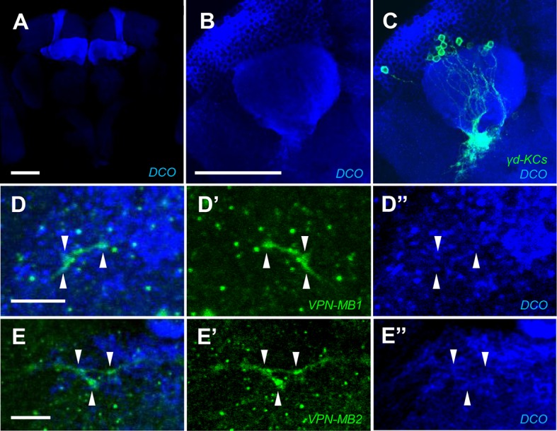 Figure 3—figure supplement 2.