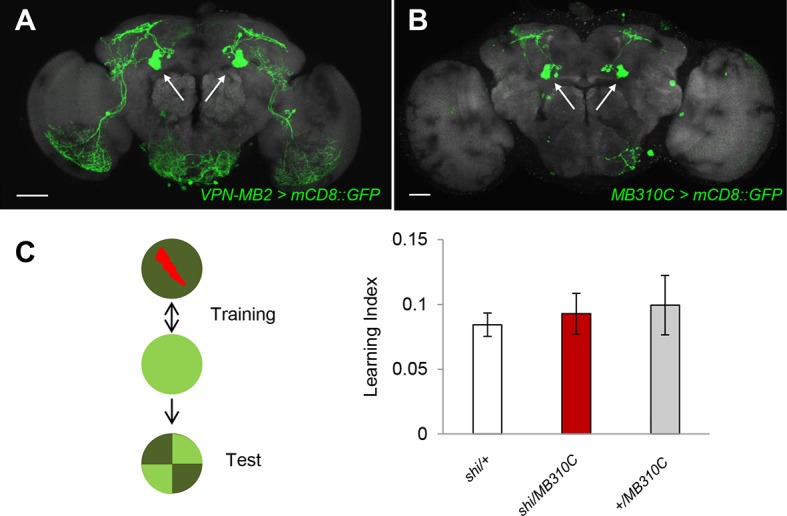 Figure 4—figure supplement 2.