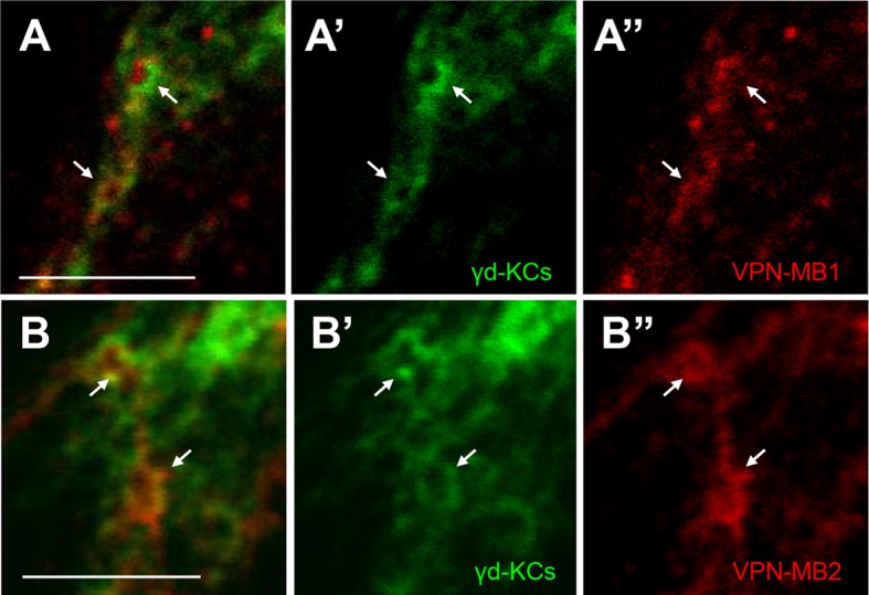 Figure 3—figure supplement 3.