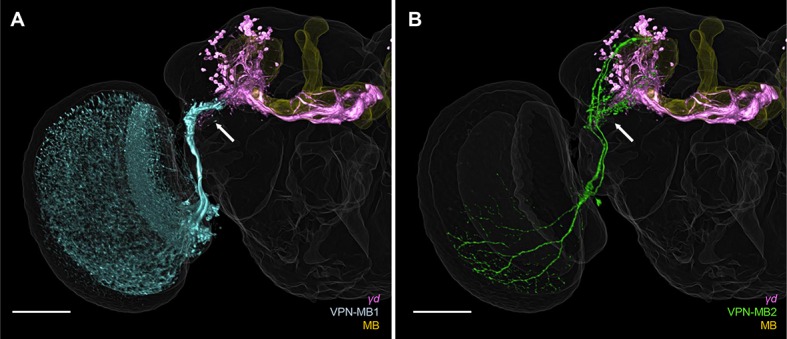 Figure 3—figure supplement 1.