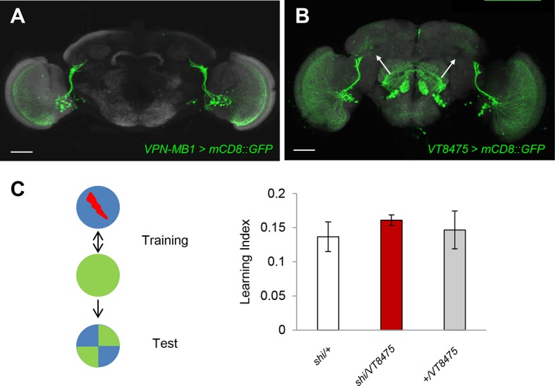 Figure 4—figure supplement 1.