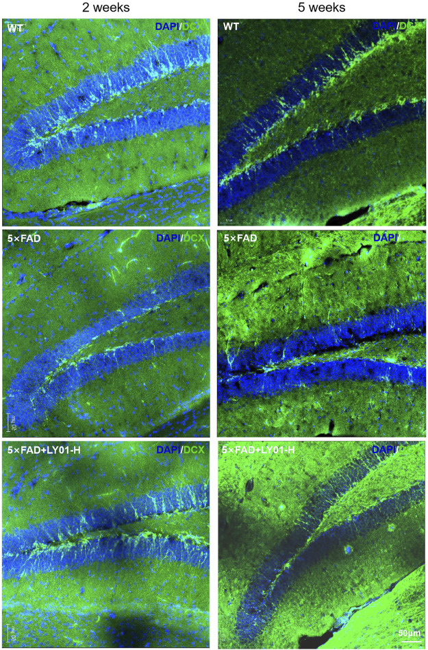 FIGURE 6