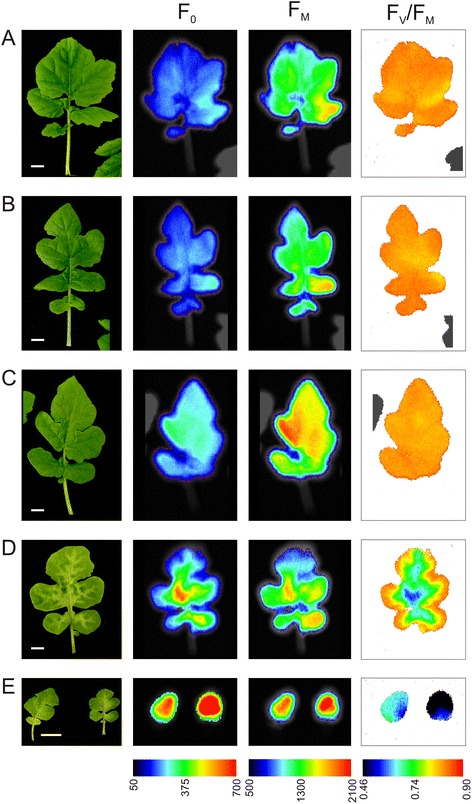 Fig. 4