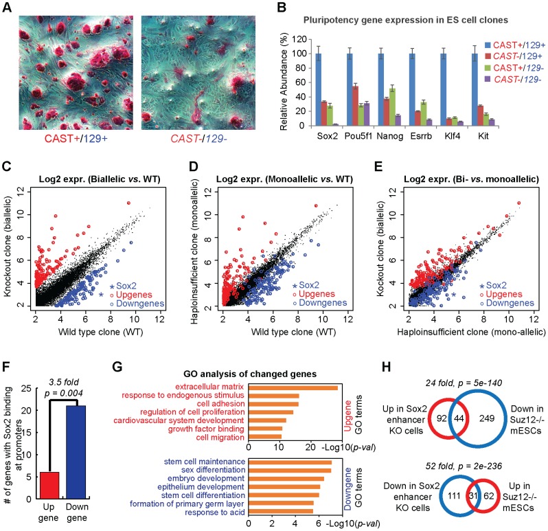 CRISPR reveals a distal super-enhancer required for Sox2 expression in mouse embryonic stem cells.