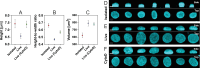 Morphological comparison of MCF7 cell nuclei based on confocal microscopy.
