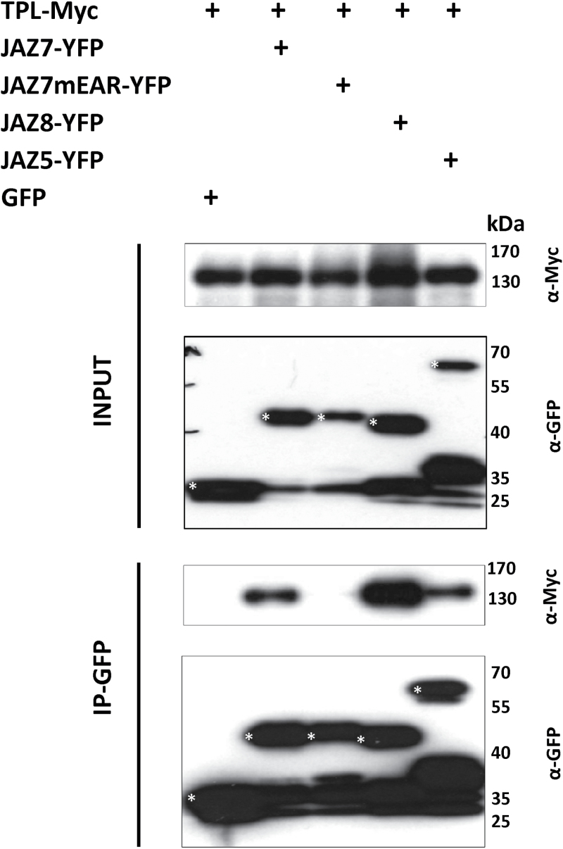 Fig. 12.