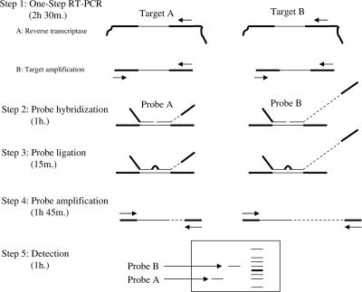 FIG. 1.