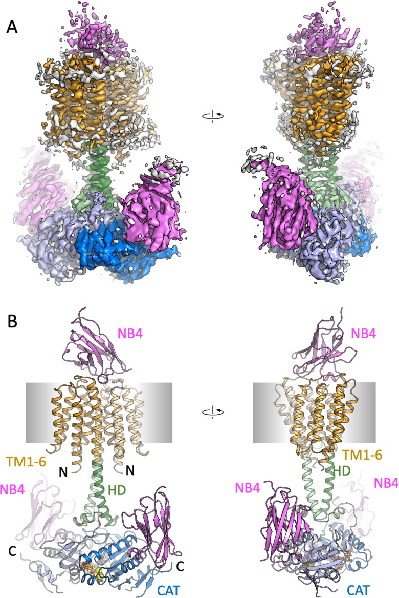 Figure 1—figure supplement 4.