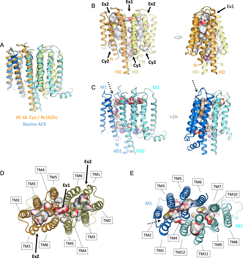 Figure 4—figure supplement 2.