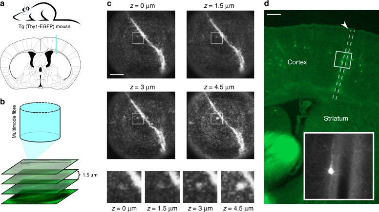 Fig. 3