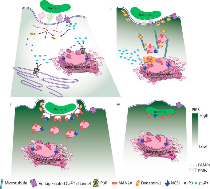 FIGURE 12.