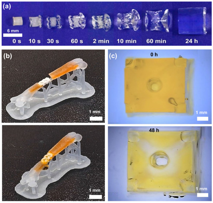 Additive Manufacturing and Physicomechanical Characteristics of PEGDA ...