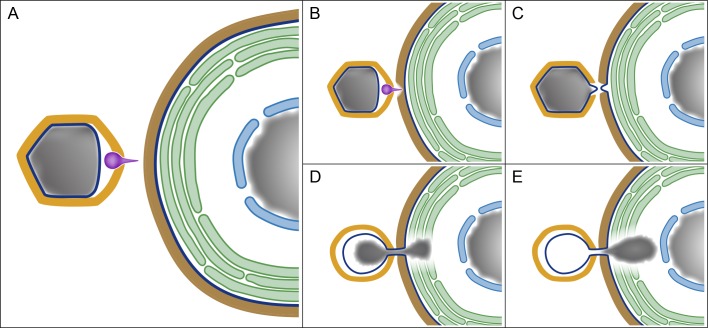 Fig 8