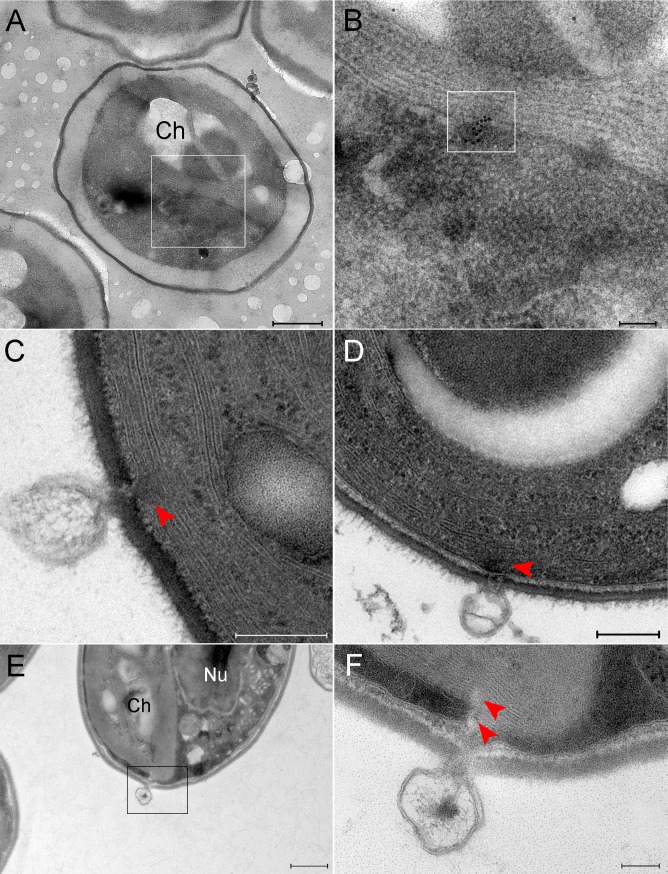 Fig 6