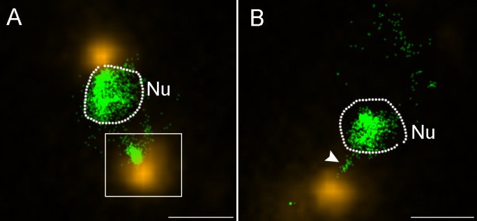 Fig 5