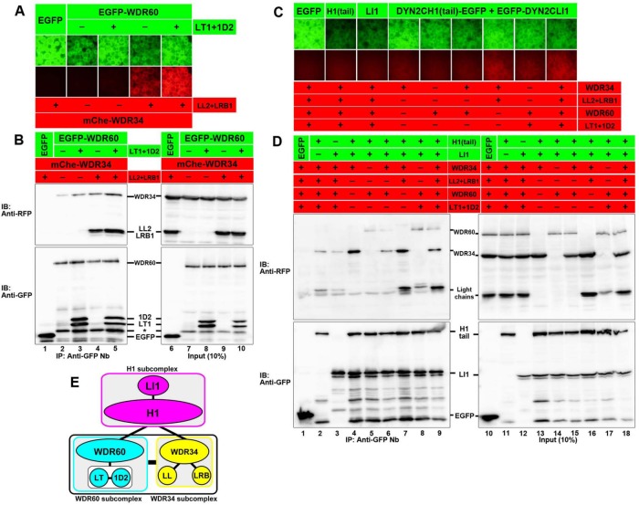 FIGURE 2: