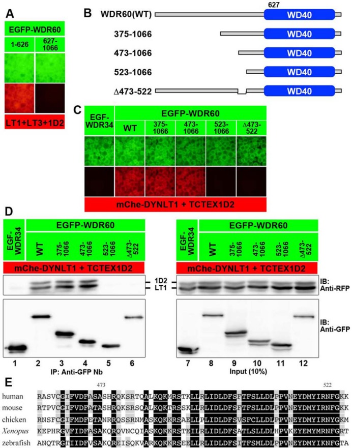 FIGURE 3: