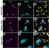 Fluorescent microscopy images showing small, medium, and large cells. Columns A, D, G display NPY in magenta, columns B, E, H show GAD1 in cyan, and columns C, F, I combine NPY, GAD1, and DAPI in yellow. Arrowheads indicate highlighted areas in each panel.