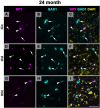 Fluorescent microscopy images of brain tissue at 24 months showing three markers: NPY in magenta, GAD1 in cyan, and DAPI in yellow. Panels A, D, and G show NPY, panels B, E, and H show GAD1, and panels C, F, and I show merged colors. Arrowheads and arrows indicate specific cell locations across the ICC, ICd, and IClc regions.