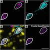 Four-panel microscopic image showing stained cells. Panel A highlights NPY in magenta. Panel B displays GAD1 in cyan. Panel C shows NPY, GAD1, and DAPI combined in magenta, cyan, and yellow, respectively. Panel D focuses on puncta quantification as magenta dots. Each panel is labeled and distinct cellular structures are outlined in white.