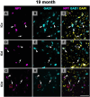 Fluorescent microscopy images labeled A to I showing brain sections at 19 months. Panels A, D, and G display NPY in magenta; B, E, and H show GAD1 in cyan; C, F, and I combine NPY, GAD1, and DAPI in yellow. Arrowheads and arrows indicate regions of interest. Circles appear in G and H. Sections are labeled ICc, ICd, and IClc.