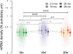 Dot plot showing mRNA density (N puncta/sq. µm) across three groups: ICc, ICd, and IClc, with data points in green, purple, and orange respectively. Different symbols represent age groups: 2-3, 19, 24, and 28 months. Statistical significance is indicated with asterisks, with three asterisks denoting p < 0.001, two for p < 0.01, and one for p < 0.05. Horizontal brackets show comparisons.