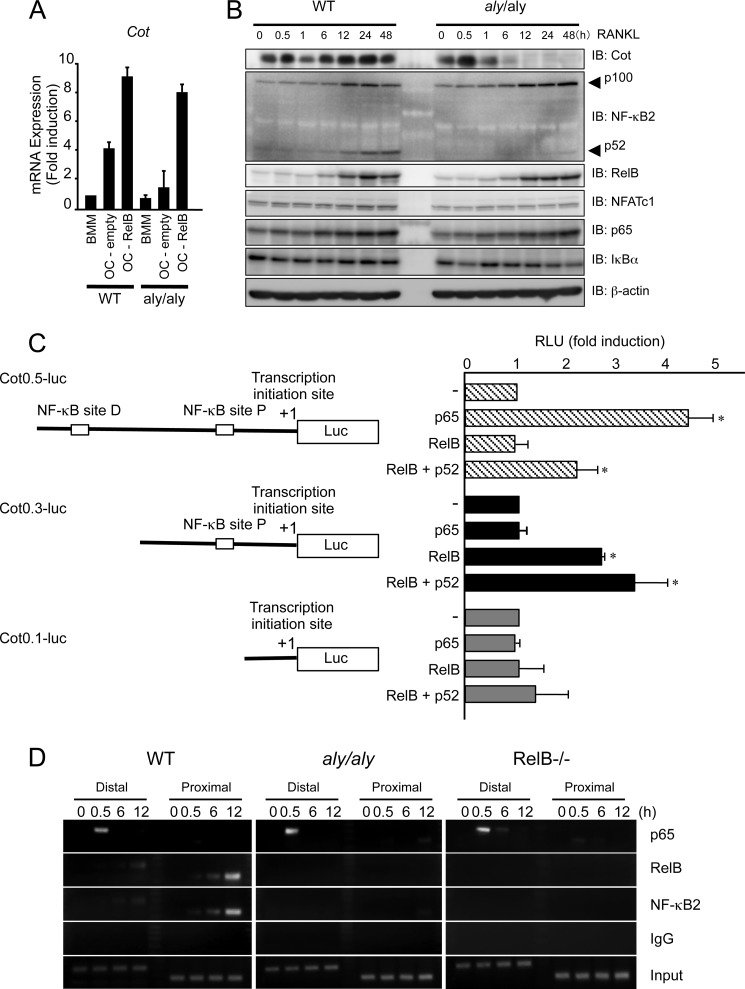 FIGURE 4.