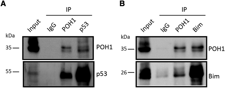 Supplementary Figure 4