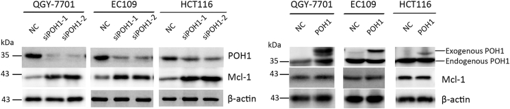 Supplementary Figure 6